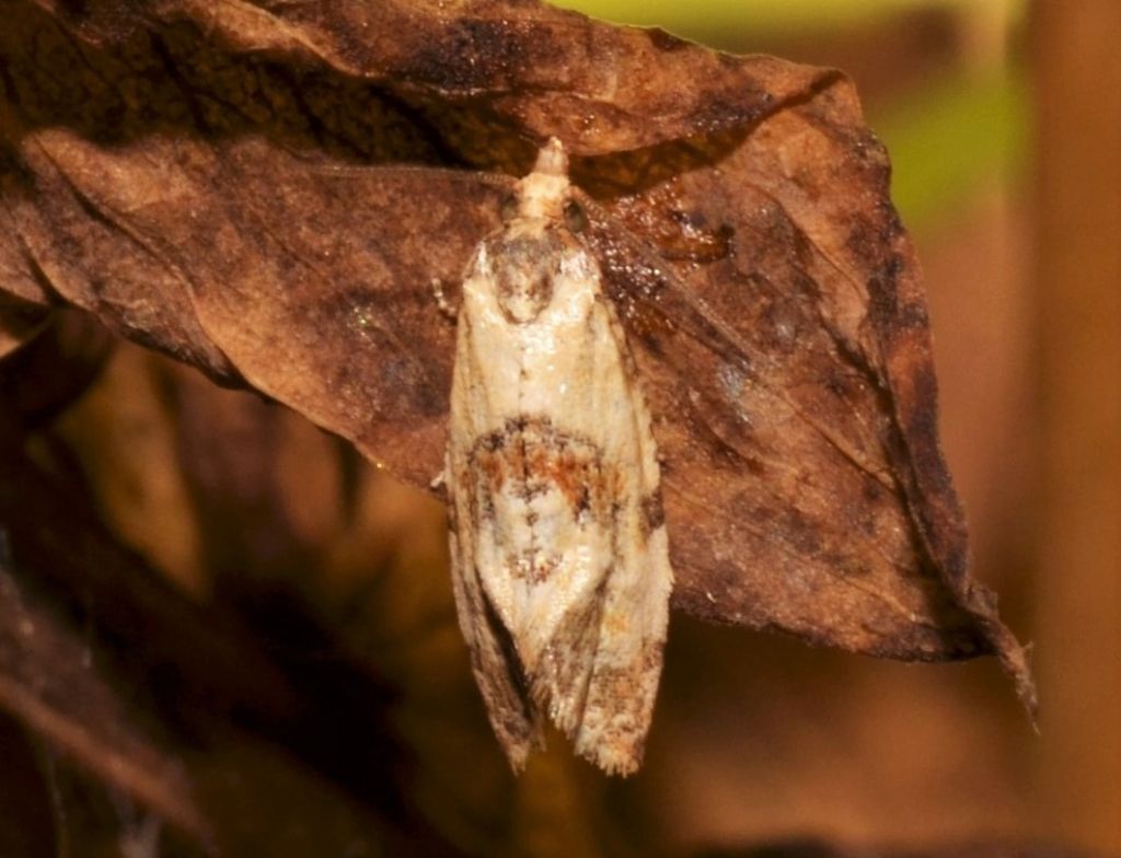 Phalonidia affinitana?